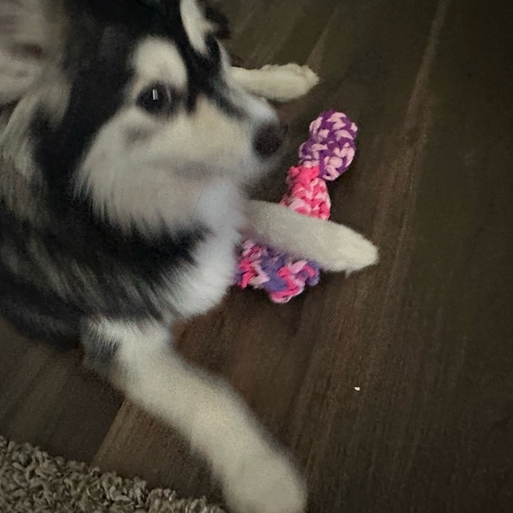 Dog toy - pomsky’s favorite toy - Picture 6 of 7